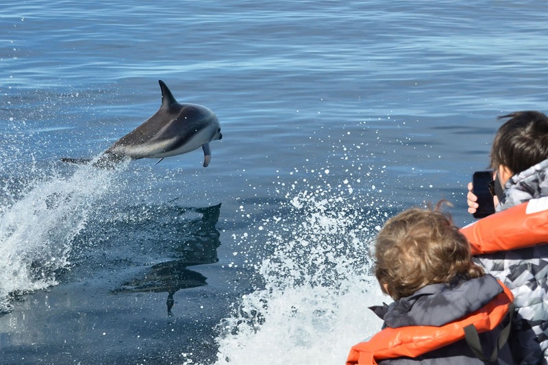Regulación del avistaje de delfines abre un debate por la libre navegación en el Golfo Nuevo